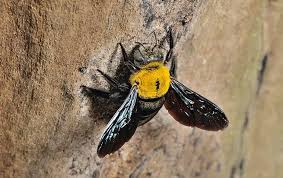 Bumble bee or carpenter bee: Little Stingers From Bad To Worst