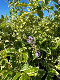 Image result for Duranta erecta