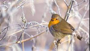 Graficul de lucru cu aparatele de măsurare a vitezei în luna februarie 2019. Cum Va Fi Vremea In Luna Februarie 2019 Prognoza Meteo Pentru Intervalul UrmÄƒtor PublicatÄƒ De Anm Ziarul Unirea