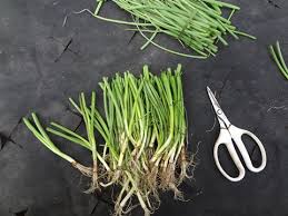 たまねぎ苗を葉切りして植え付け 玉ねぎ定植2015 家庭菜園の通販 野菜づくり応援 はネクスタ株式会社が運営する 公式 ショップです