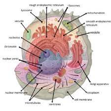 Check spelling or type a new query. Pdf Difference Between Organ And Organelle