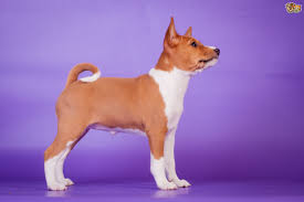 The evergreen basenji club recommends you contact several of the breeders before you make a choice of owning a basenji or you can email the breeder referral chair, referral@evergreenbasenjiclub.org. Basenji Dog Breed Facts Highlights Buying Advice Pets4homes