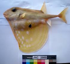 Image result for Triaspis macropteron