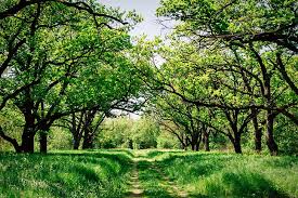 Check spelling or type a new query. Royalty Free Photo Tree Surrounded By Grass Field Pickpik