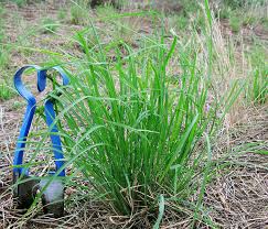 Image result for Leptochloa obtusiflora