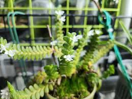 Image result for Angraecum distichum