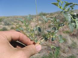 Image result for Monsonia senegalensis