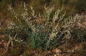 Image result for Aerva javanica