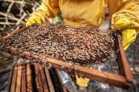 Honey Harvesting Basics How Long To Spin A Honey Extractor Honest Beekeeper