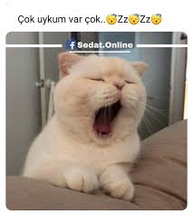 Takip Takipci Iyigeceler Begen Geritakip Takipet Takipetakip Takipedin Kadinlar Takipleselim Sozler Duygusal Cute Animals Baby Animals Cats