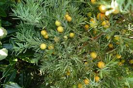 Image result for Afrocarpus falcatus