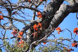 Image result for Erythrina afra