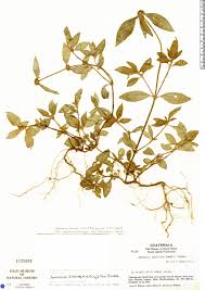 Image result for Rogiera cordata