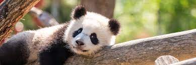 Opened in 1844 it covers 34 hectares (84. Tageskarten Zoo Berlin