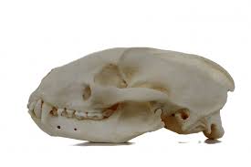 Europaischer Dachs Meles Meles Schadel Naturhistorisches Museum Mainz Landessammlung Fur Naturkunde Rheinland Pfalz Museum Digital Rheinland Pfalz