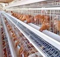 Cages à piles de poulet, 4 niveaux, équipement d'élevage de volaille, bon  prix, 2020