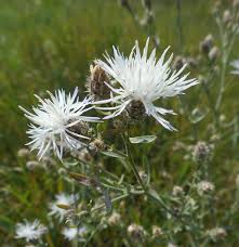 Image result for Erythrocephalum decipiens