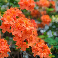 Mandarin Lights Hardy Azalea Michigan Bulb Company In 2020 Azalea Shrub Azaleas Plants