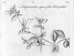 Image result for Alternanthera pungens