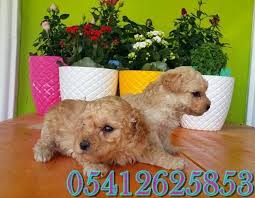 Poodle Poodle Oyuncak Kanis Kopek