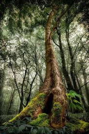 Bild Konnte Enthalten Baum Pflanze Himmel Im Freien Und Natur Nature Tree Nature Photographs Tree Forest