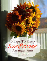 They are probably dehydrated, and this will help them drink. 5 Tips On How To Keep Sunflowers Alive And Fresh