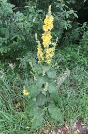 Image result for Verbascum scrophulariifolium
