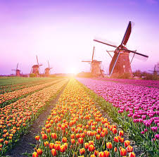 The netherlands is a beautiful country for landscape photography and famous for tulips and windmills. Magical Fairy Fascinating Landscape With Windmills Middle Tulip Field In Kinderdijk Netherlands Eu Photograph By Vatsyk Andrii
