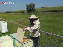 Acest tip de stup este un design mult mai simplu și este mult mai ieftin să cumpere. Agora Apicultura 2 0 La CÄƒuÈ™eni Tehnologii Inovative De Producere A Stupilor È™i O Productivitate SporitÄƒ A Albinelor