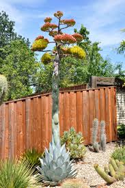 These two types of succulent plants both having sharp, prickly bits may have led you to believe agave must be some type of cactus. Beauty And Brawn Gotta Get Agave
