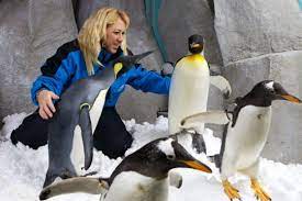 Penguins love to be in the company of their own kind. Ultimate Penguin Encounter Promo Promolover