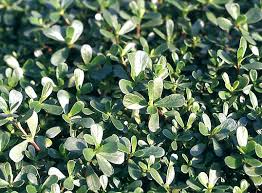 We did not find results for: Portulaca Oleracea Wikipedia
