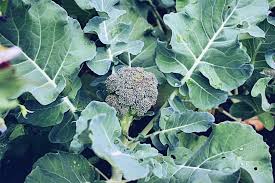 Broccoli like to spread out wide, so be sure to only plant one per 5 gallon container. How To Grow Broccoli From Seed The House Homestead