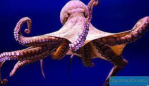 How to color the picture of sea life, blue whalle, octopus, sea star cara mewarnai gambar kehidupan dalam laut, paus biru, gurita, bintang laut. Gambar Dan Penerangan Octopus Haiwan