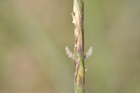 Image result for Elionurus tripsacoides