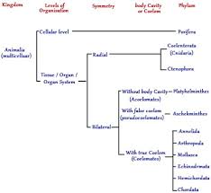 65 Rational Animal Scientific Classification Chart