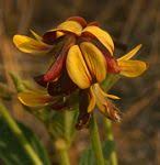 Image result for Eriosema