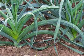 Find out how to grow your own delicious leeks, plus find leek varieties to try, in our grow guide. How To Grow Leeks Gardener S Path