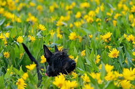 Jake Scottish Terrier Terrier And Dog