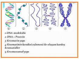 Nah pada kali ini admin membagikan 50 contoh soal essay biologi untuk adik adik. Biologi Gonzaga Soal Essay Biologi Cellulair