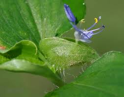 Image result for Commelina congesta