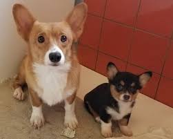 It's also free to list your available puppies and litters on our site. Pembroke Welsh Corgi Puppies For Sale Buffalo Ny 135661