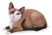 Snowshoe Kittens for Sale & Cats for Adoption | Sweetie ...