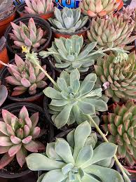 759 s allen st san bernardino, ca, ca 92408. Inland Flower Market Home Facebook