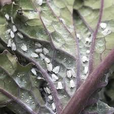 Image result for whitefly in cucumber