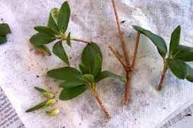 Growing rhododendron from a cutting. How To Propagate Rhododendrons And Azaleas From Cuttings Welcome Azaleas Care Rhododendron Plant Azaleas Landscaping