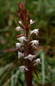 Image result for Satyrium longicauda