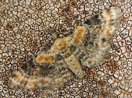 Image result for Eupithecia subumbrata