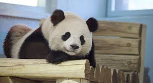 Image result for pandas