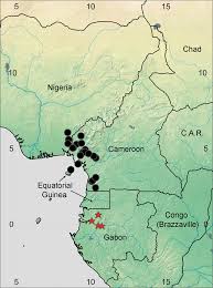 Image result for Monothecium glandulosum